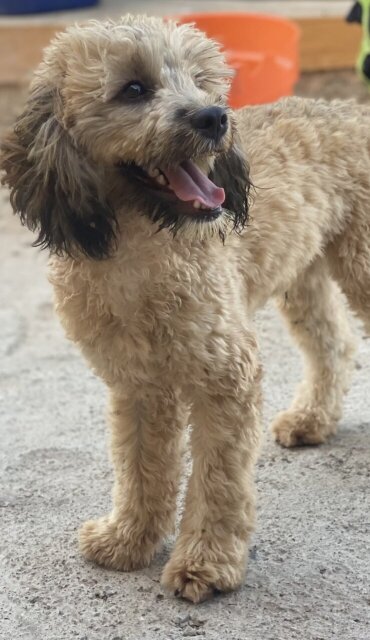 Male Cockapoo For Sale