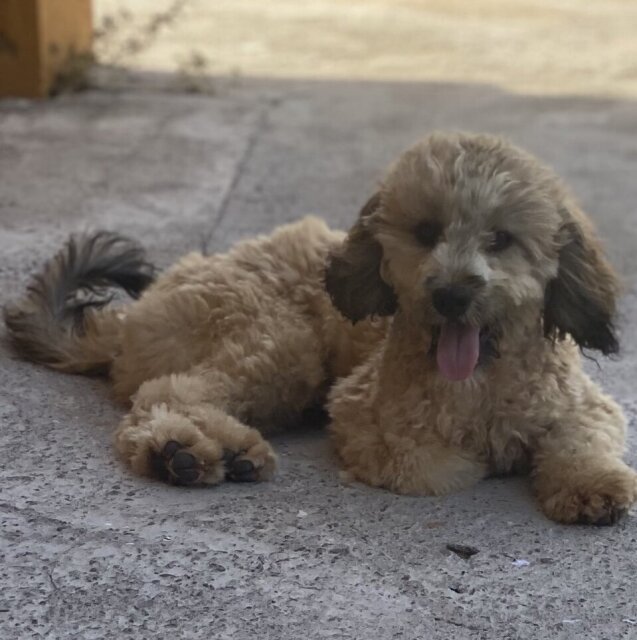 Male Cockapoo For Sale