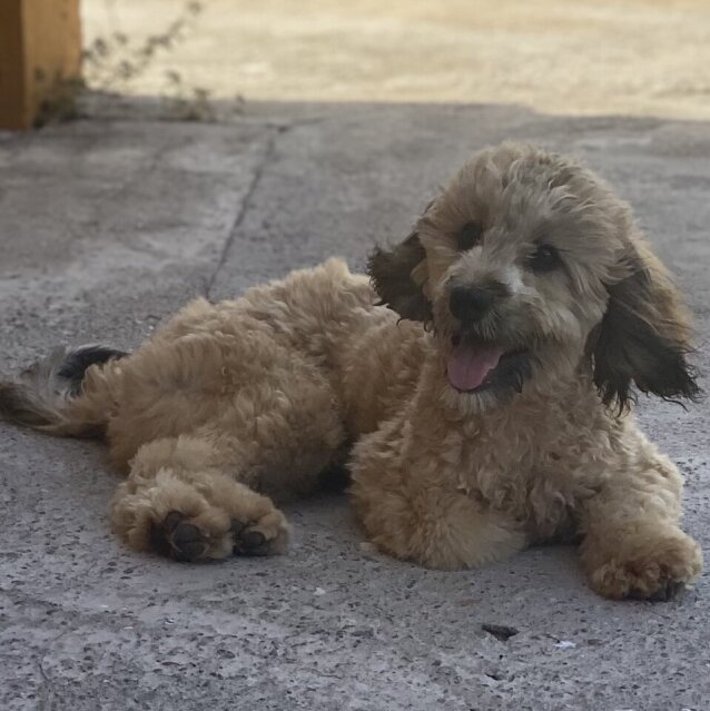 Male Cockapoo For Sale