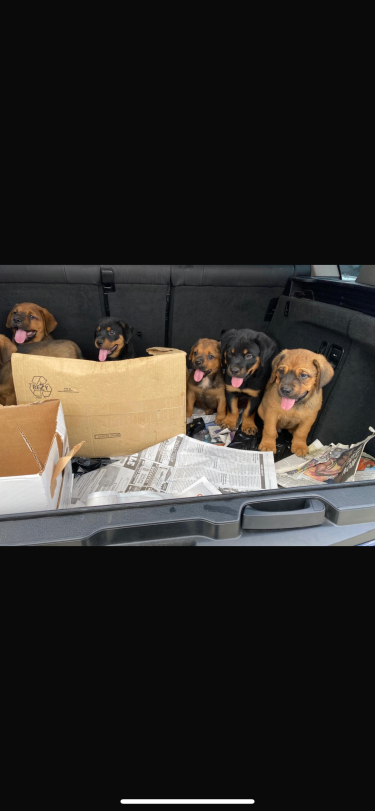 Mastiff/Rottweiler Puppies