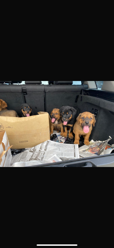 Mastiff/Rottweiler Puppies