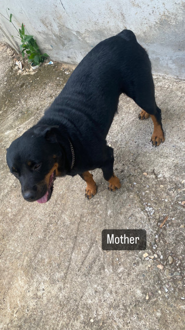 Mastiff/Rottweiler Puppies