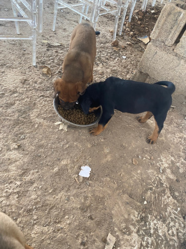 Mastiff/Rottweiler Puppies