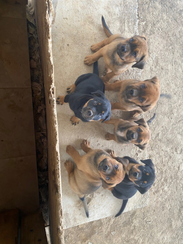 Mastiff/Rottweiler Puppies