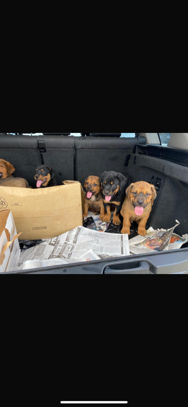 Mastiff/Rottweiler Puppies