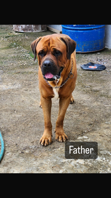 Mastiff/Rottweiler Puppies