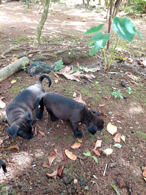 Pitbull Rottweiler Mix Pups