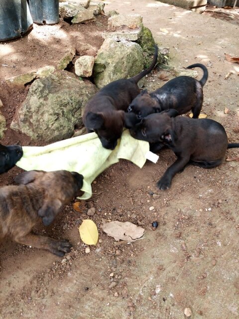 Pitbull Rottweiler Mix Pups