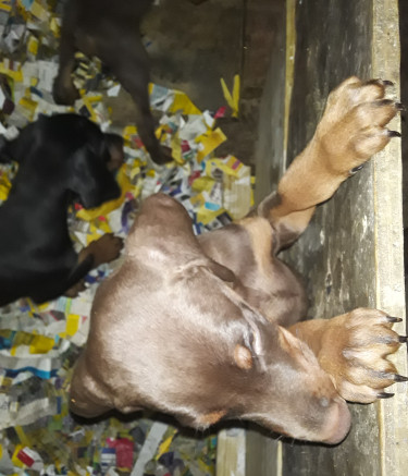 Doberman Puppies For Sale!!!