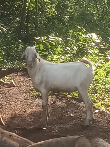 2 Ram Goats For Sale