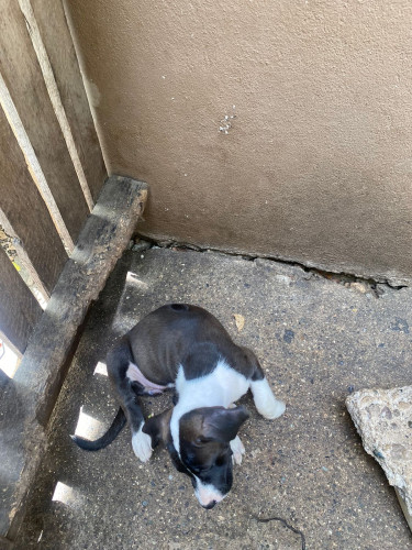 Pitbull Mix Pups 