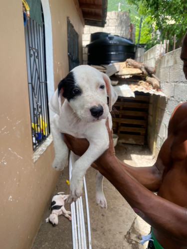 Pitbull Mix Pups 