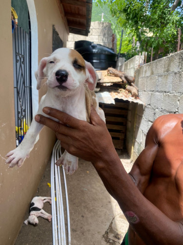 Pitbull Mix Pups 