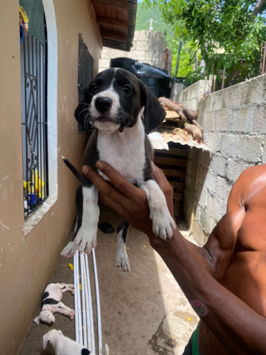 Pitbull Mix Pups 