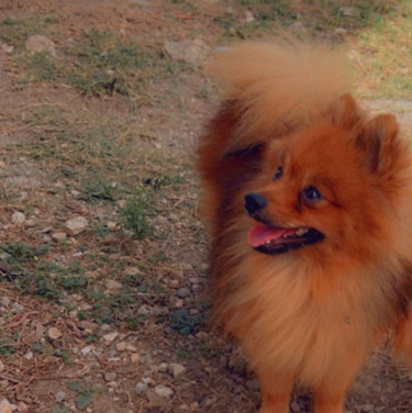 Purebred Male Pomeranian 