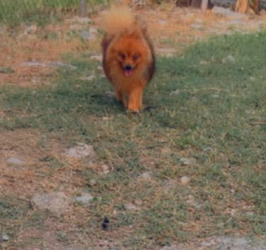 Purebred Male Pomeranian 