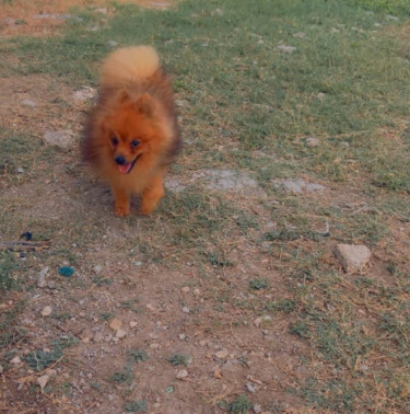 Purebred Male Pomeranian 