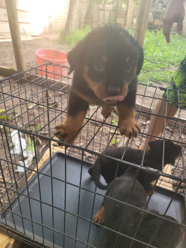 Rottweiler Puppies For Sale