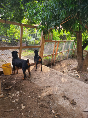 Rottweiler Puppies For Sale