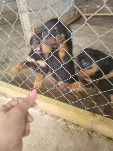 Rottweiler Puppies For Sale