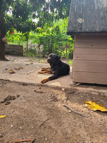 Rottweiler Puppies For Sale