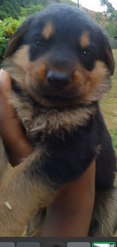 Full Breed German Shepard/Rotty Puppies 