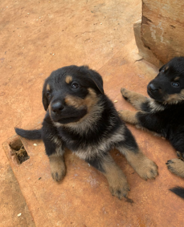 Full Breed German Shepard/Rotty Puppies 