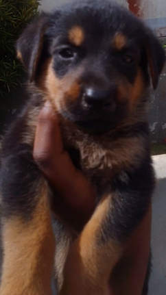 Full Breed German Shepard/Rotty Puppies 