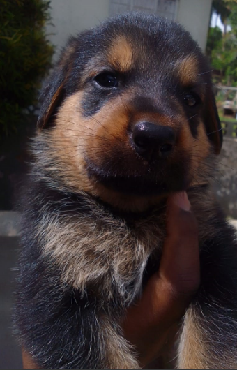 Full Breed German Shepard/Rotty Puppies 