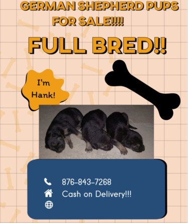 Full Bred German Shepherd Pups