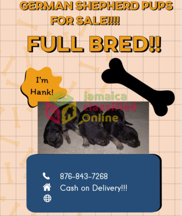 German Shepherd Pups Dogs St. James