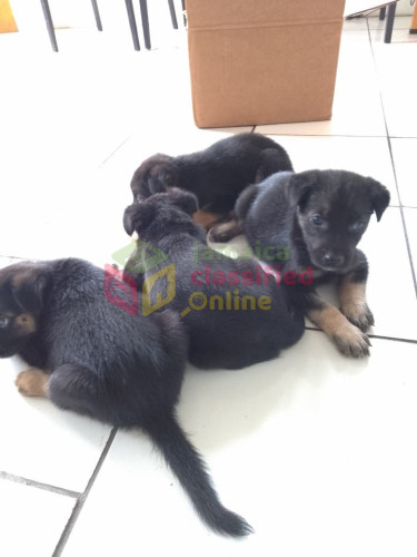 German Shepherd Pups