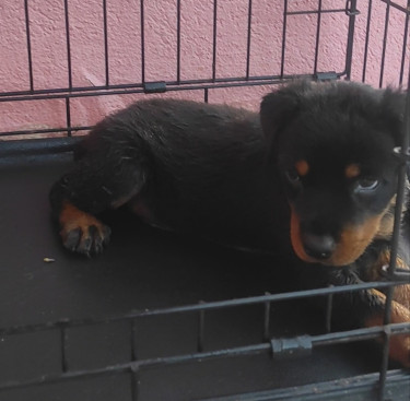 9 Wk Old Female Unregistered Rottweiler 