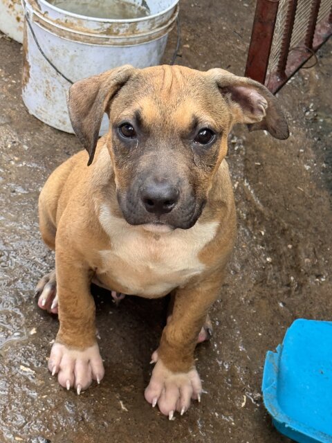 Pitbull Bully Mix Pups