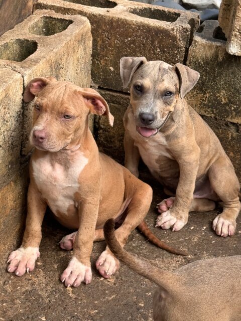 Pitbull Bully Mix Pups