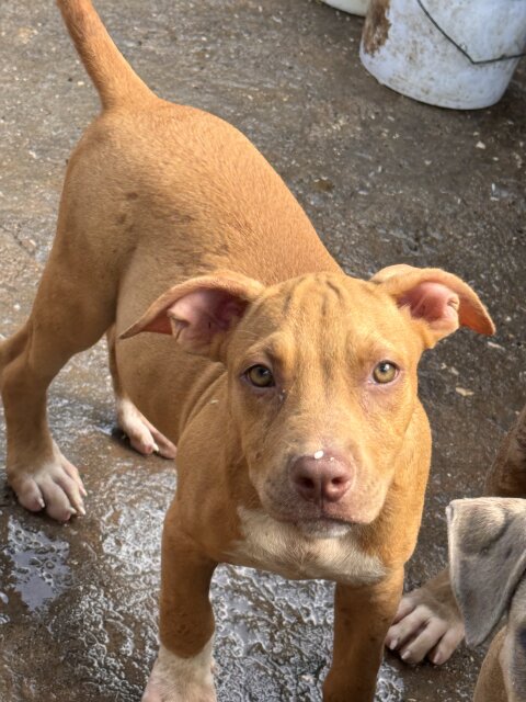 Pitbull Bully Mix Pups