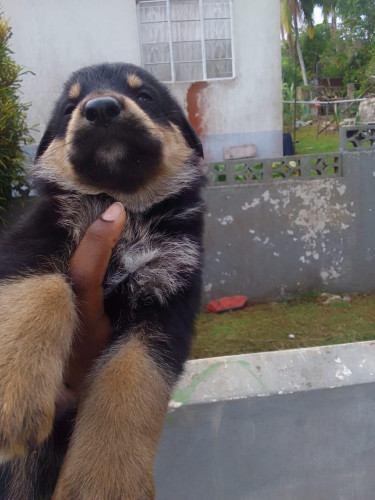 German Shepherd Rottweiler Mix 