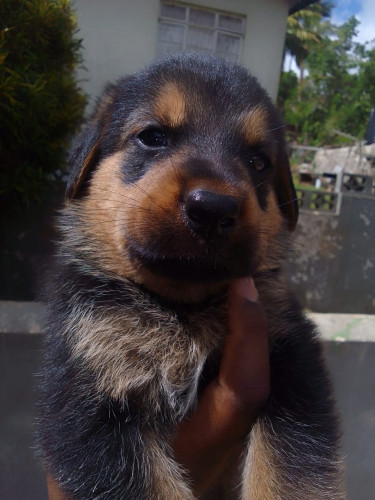 German Shepherd Rottweiler Mix 