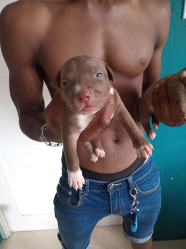 Purebred Pitbull Puppies