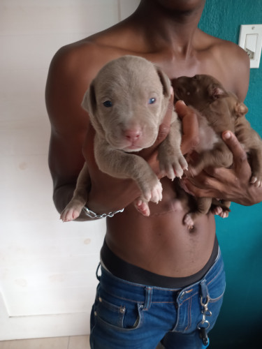 Purebred Pitbull Puppies