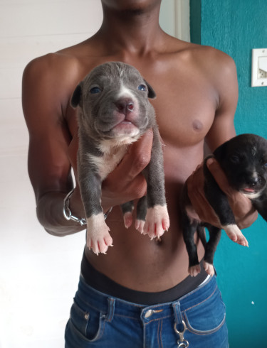 Purebred Pitbull Puppies