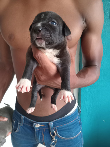 Purebred Pitbull Puppies