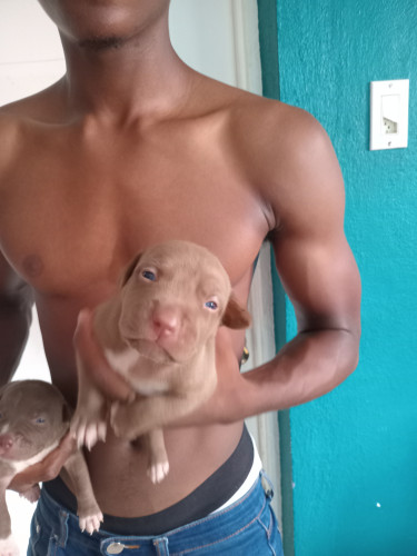 Purebred Pitbull Puppies