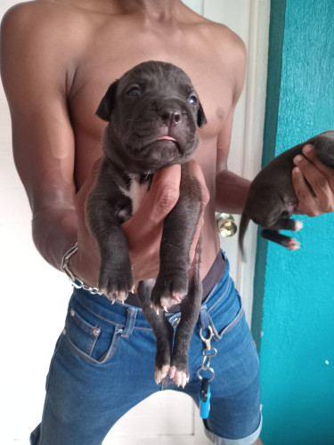 Purebred Pitbull Puppies