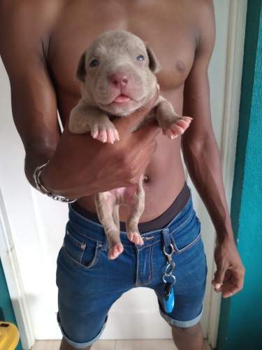 Purebred Pitbull Puppies