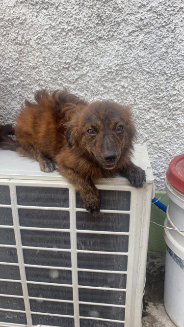 Fully Vaccinated Shitzu Mixed With Pomeranian 