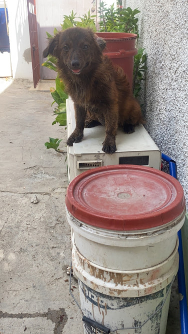 Fully Vaccinated Shitzu Mixed With Pomeranian 