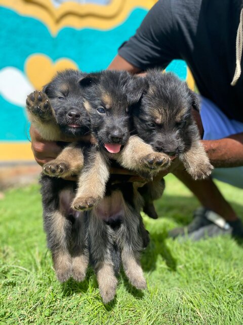 German Shepherd Pups For SALE