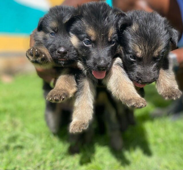 German Shepherd Pups For SALE