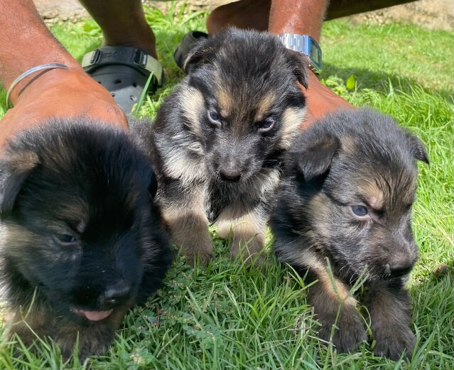 German Shepherd Pups For SALE